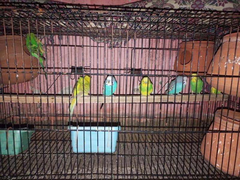 good quality budgie 4 pair 0