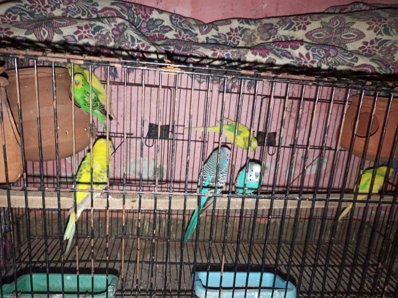 good quality budgie 4 pair 1