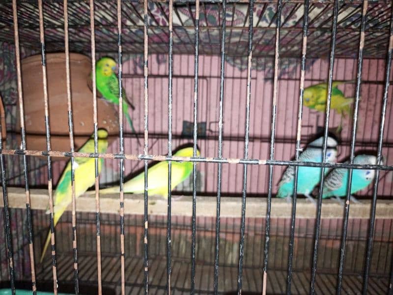 good quality budgie 4 pair 2