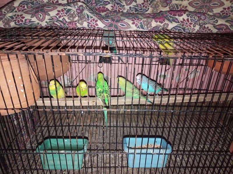 good quality budgie 4 pair 3