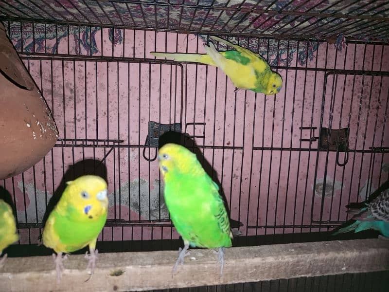 good quality budgie 4 pair 4