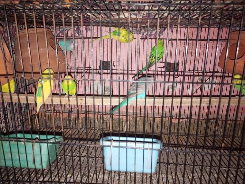 good quality budgie 4 pair 5