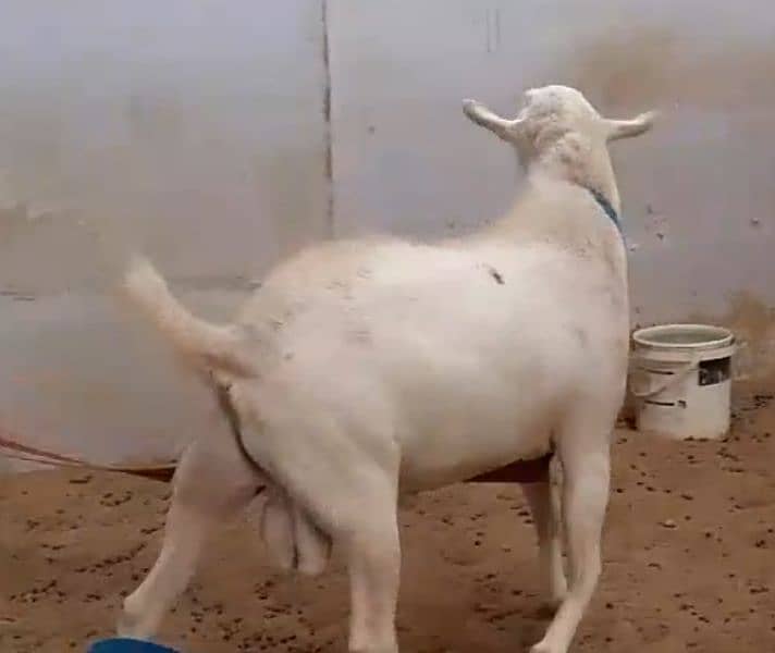 Gulabi Breeder 1