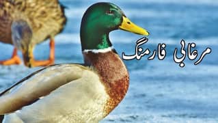 murghabi available duck مرغابی  برائے فروخت ہے