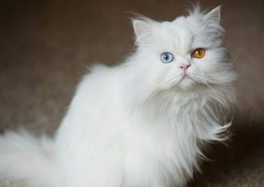 pure persian cat with odd eyes one is blue and other is golden 0