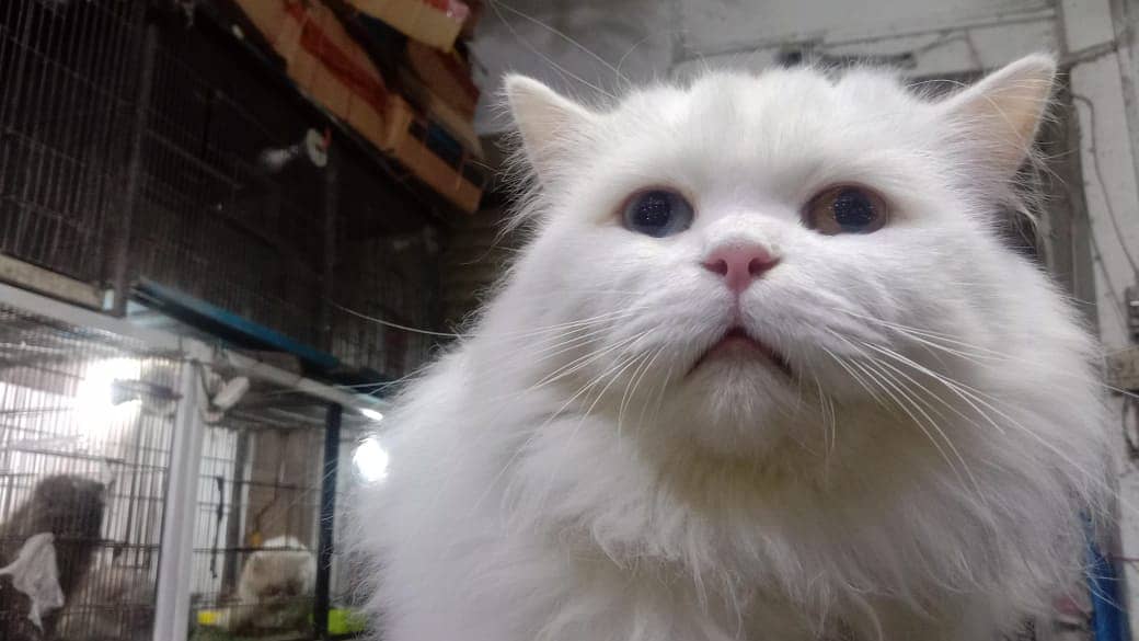 pure persian cat with odd eyes one is blue and other is golden 1