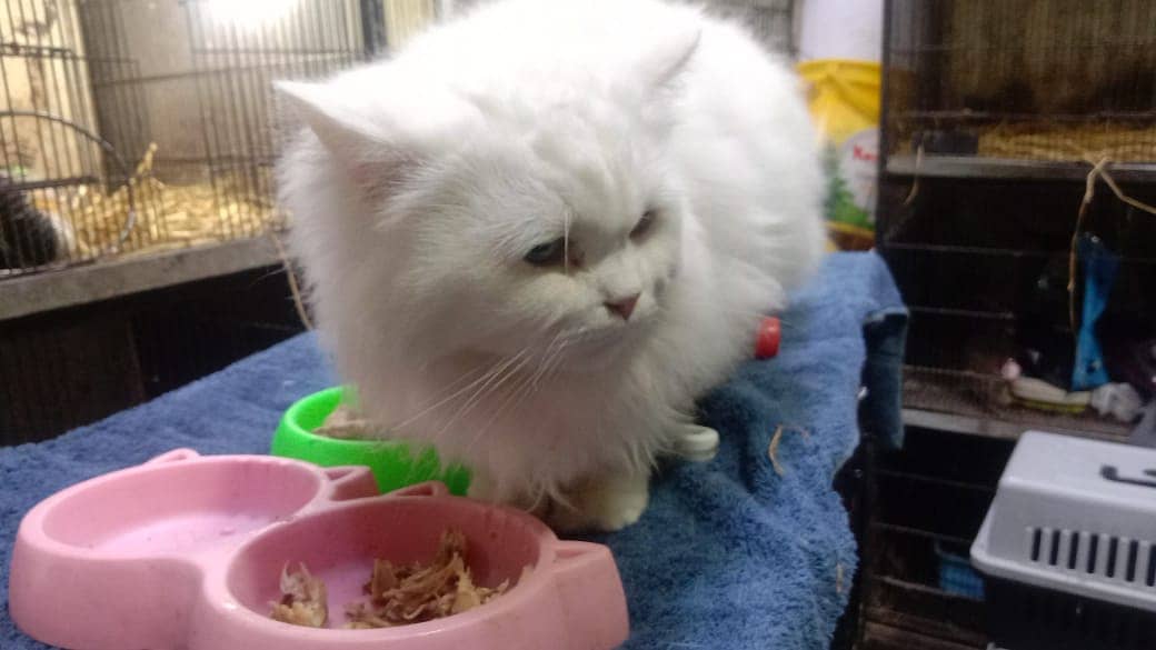 pure persian cat with odd eyes one is blue and other is golden 2