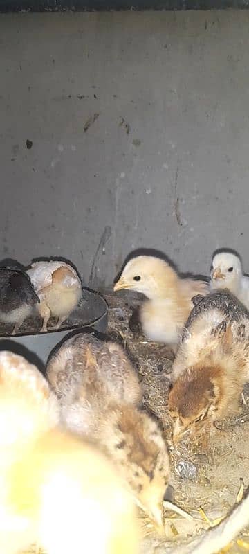 aseel or lohman chicks for sale 03491300159 2