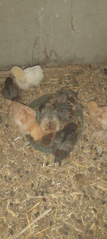 aseel or lohman chicks for sale 03491300159 4