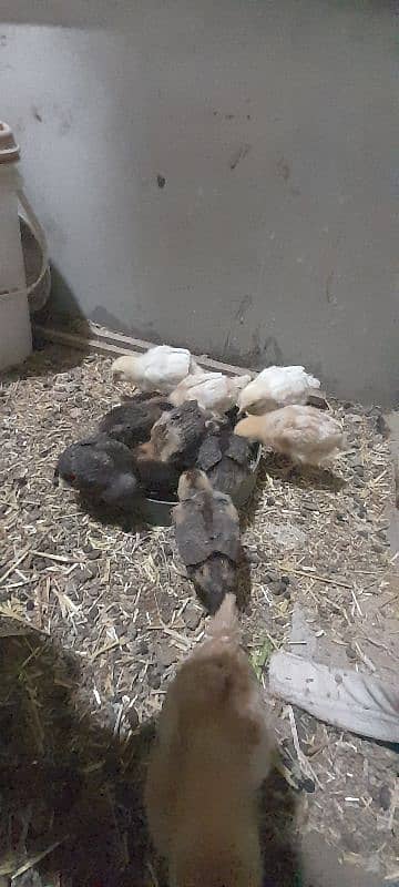 aseel or lohman chicks for sale 03491300159 6