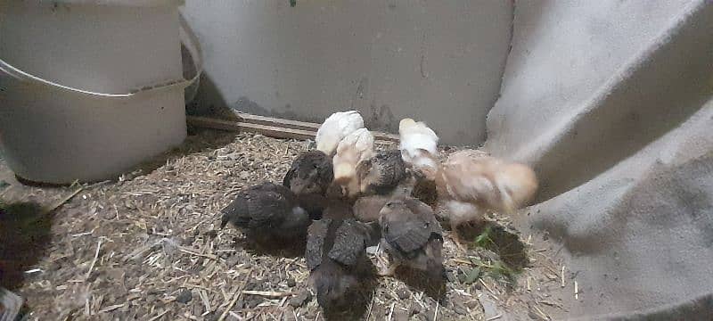 aseel or lohman chicks for sale 03491300159 7