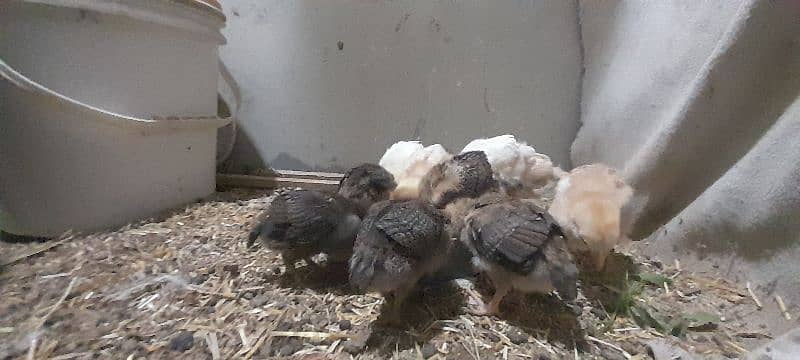 aseel or lohman chicks for sale 03491300159 8