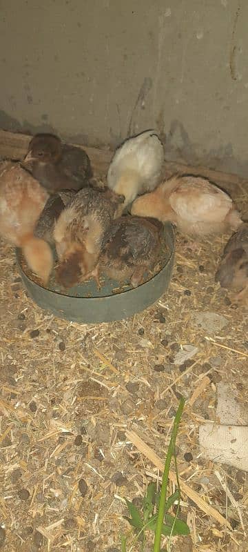 aseel or lohman chicks for sale 03491300159 9