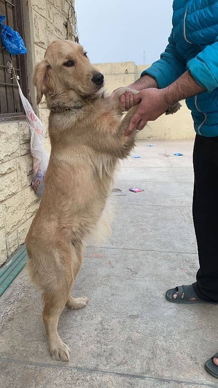 Golden Retriever Female 0