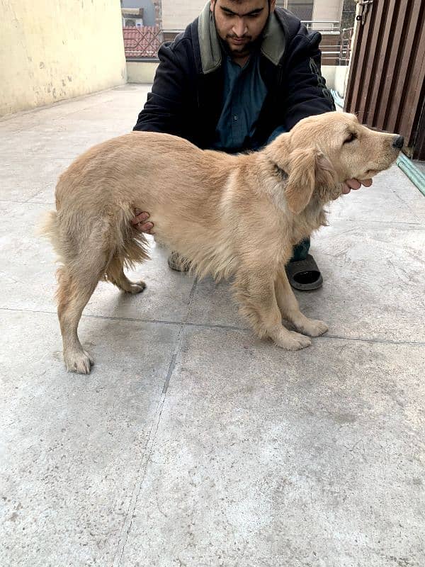 Golden Retriever Female 1