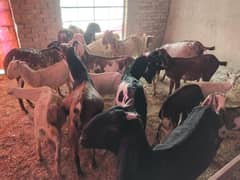 Bakri | females with babies all breeds available| Goats For Sale