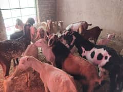 Bakri | females with babies all breeds available| Goats For Sale