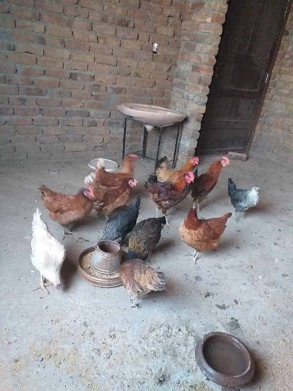 eggs laying desi  golden Misri 0