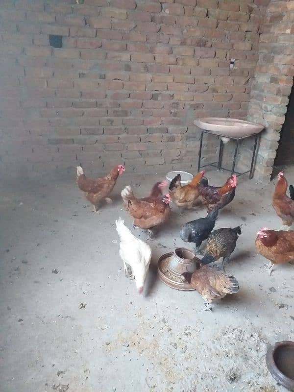 eggs laying desi  golden Misri 1