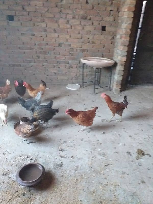 eggs laying desi  golden Misri 2