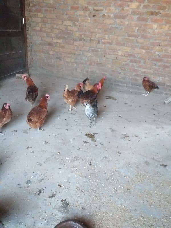 eggs laying desi  golden Misri 3