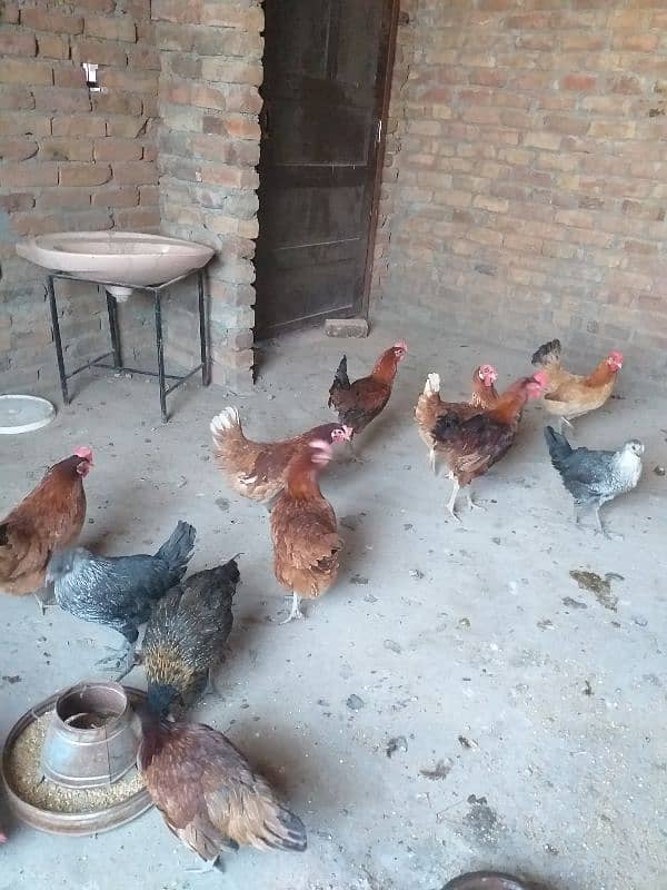 eggs laying desi  golden Misri 4