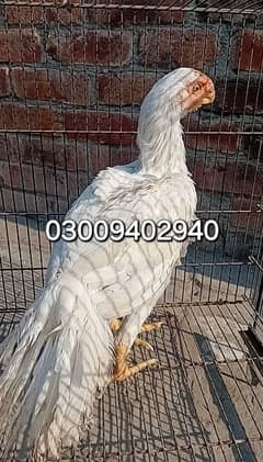 top quality tamil nadu parrot beak female phati