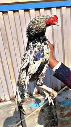 Marathi Blood murgh for sale