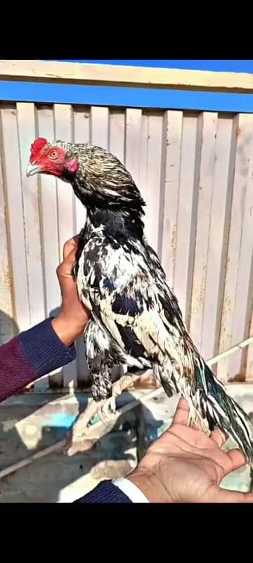 Marathi Blood murgh for sale 2