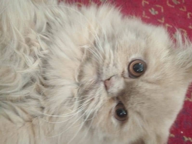 Persian punched face cat 1