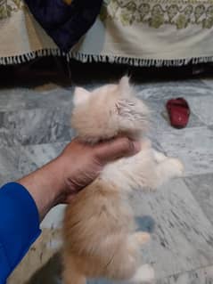 persian cat