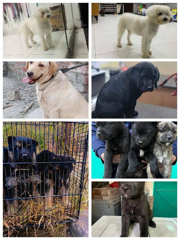 all types dog available 1