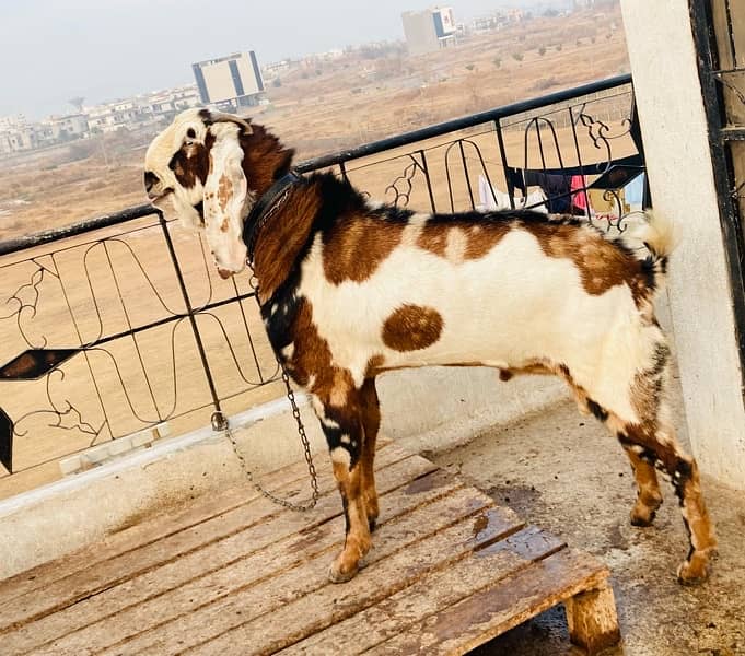 beatl breedar bakra for sale 2