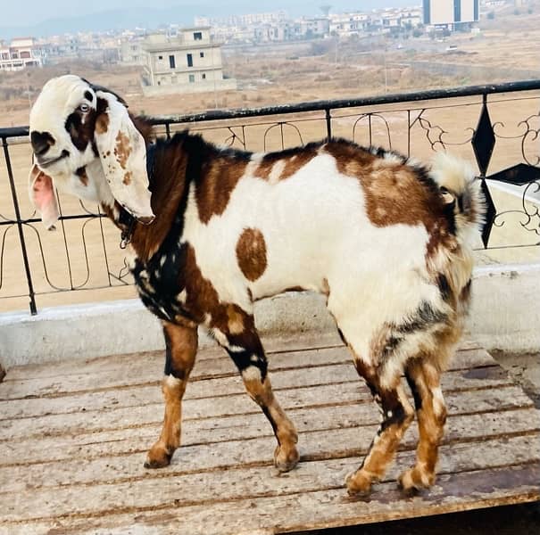 beatl breedar bakra for sale 5