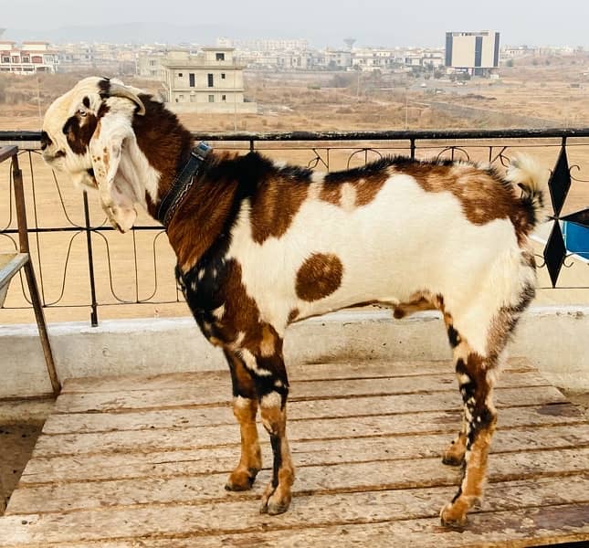 beatl breedar bakra for sale 6