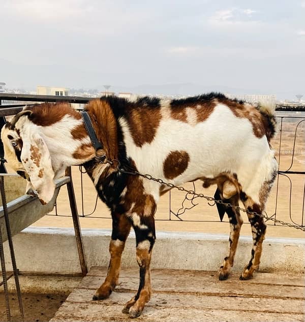 beatl breedar bakra for sale 7