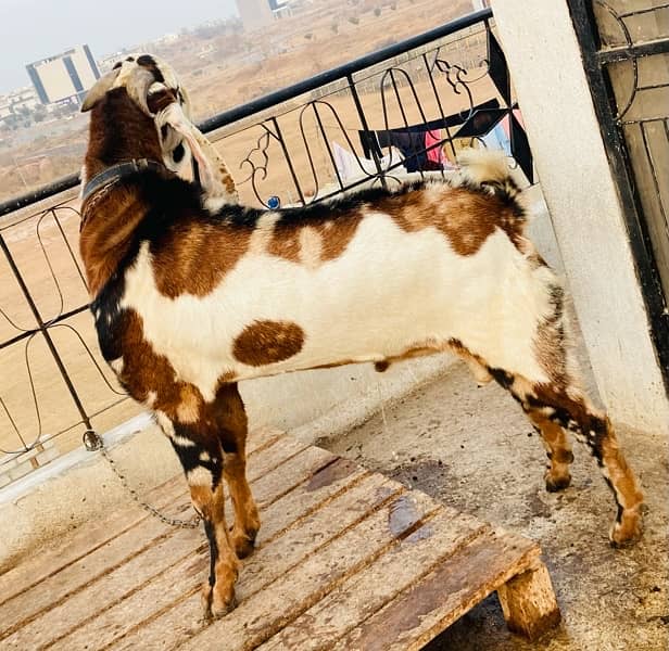 beatl breedar bakra for sale 9