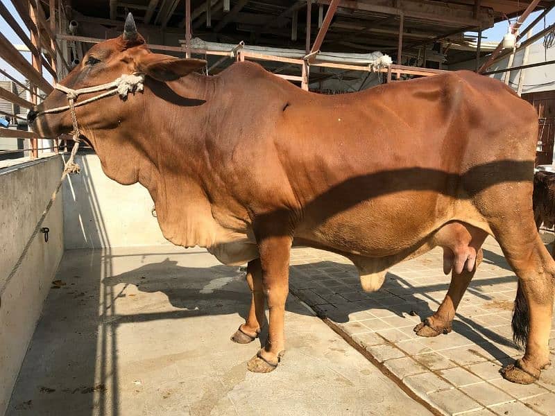 PURE SAHIWAL COW ( Tazi sui ) 0