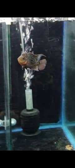 Flowerhorn 2 males for sale