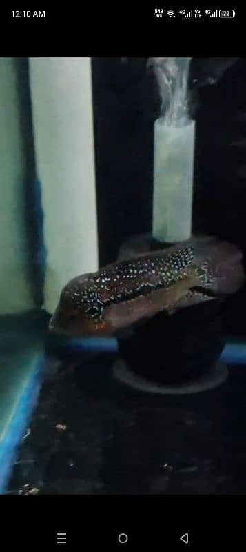 Imported Flowerhorn 2 males for sale 2