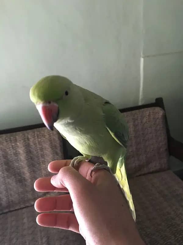 Green Ringneck Handtame female 2