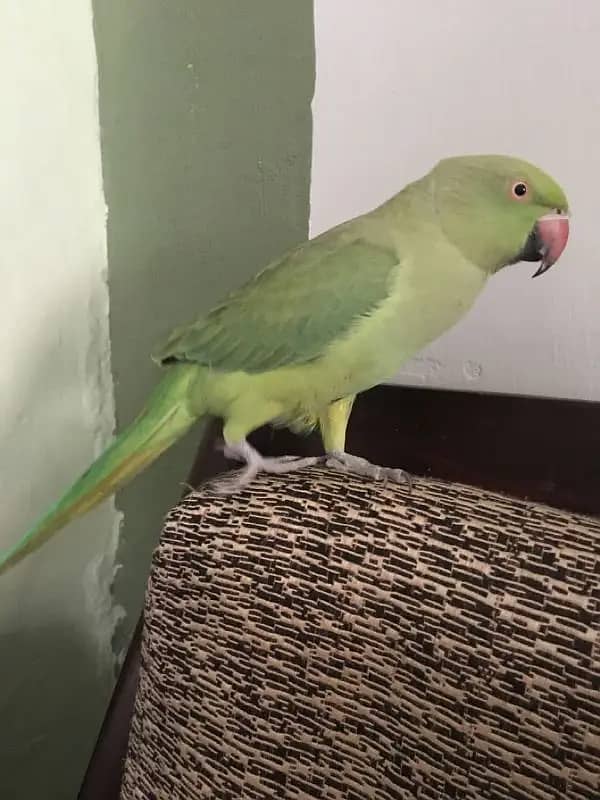 Green Ringneck Handtame female 5