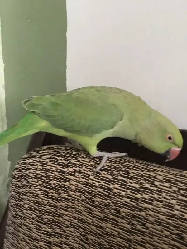 Green Ringneck Handtame female 6