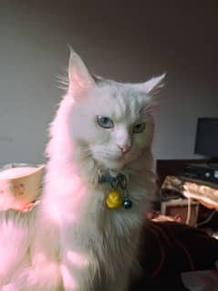 Persian doll face female cat for sale