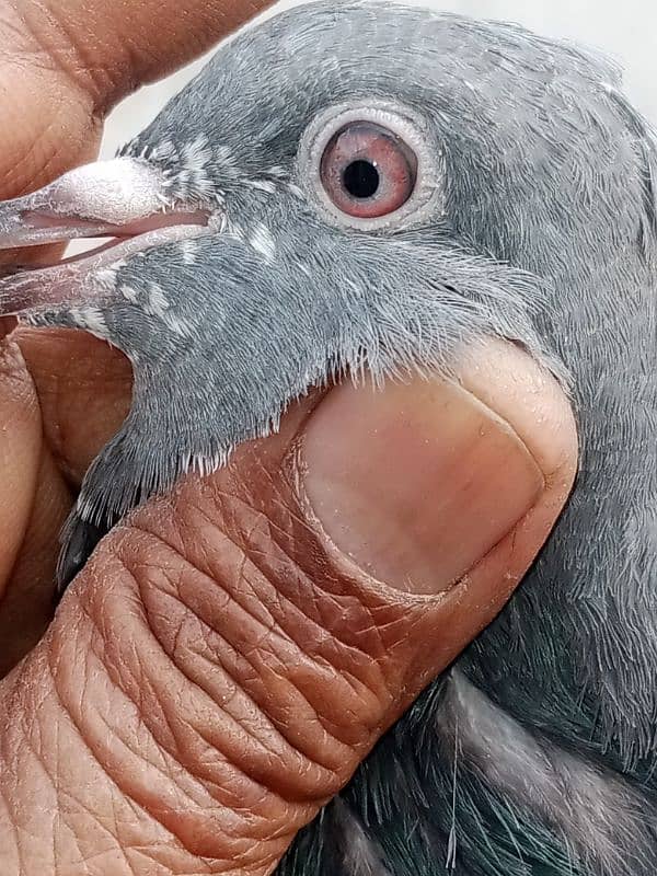 pigeon baby 3