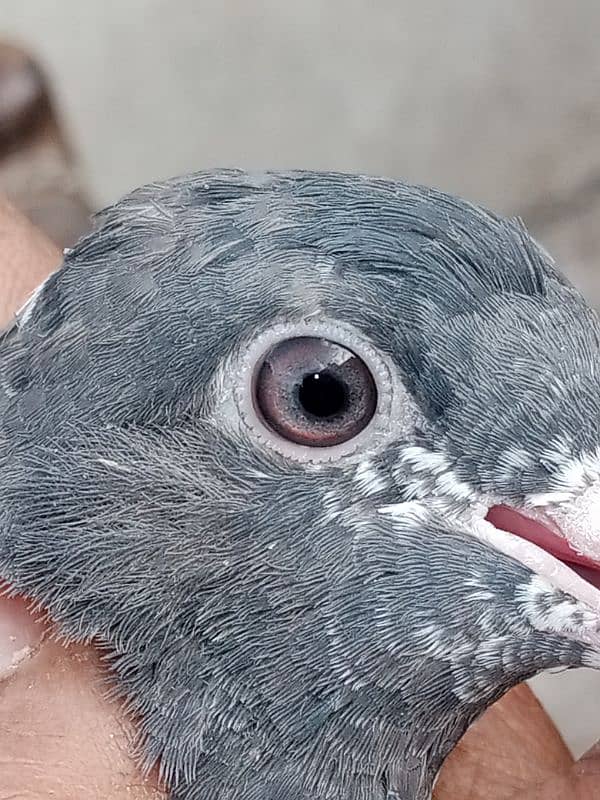 pigeon baby 7