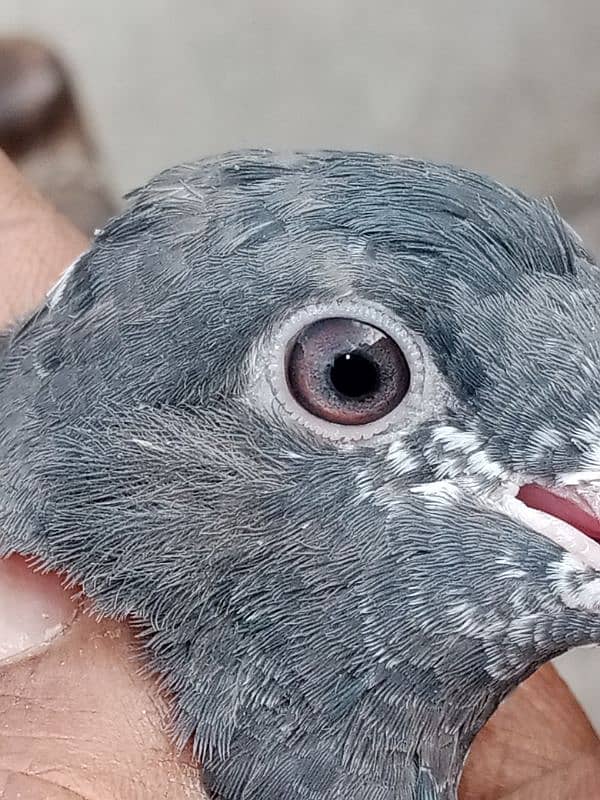 pigeon baby 8