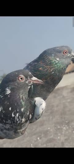 breeder or young Pigeon for sale