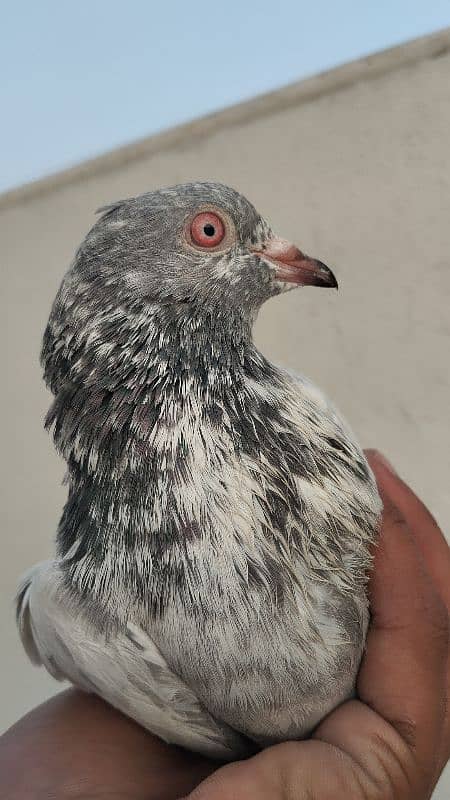 breeder or young Pigeon for sale 1