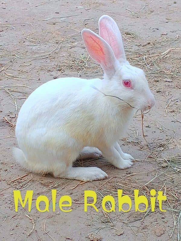 rabbit 0